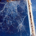bluecobweb