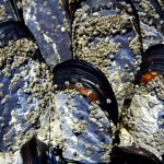 bluemussels
