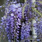 purplewisteria